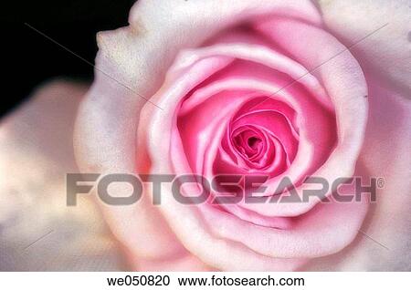 Rosa hybrid. May 2006. Maryland, USA View Large Photo Image Stock Image - Rosa hybrid. May 2006. Maryland, USA. Fotosearch