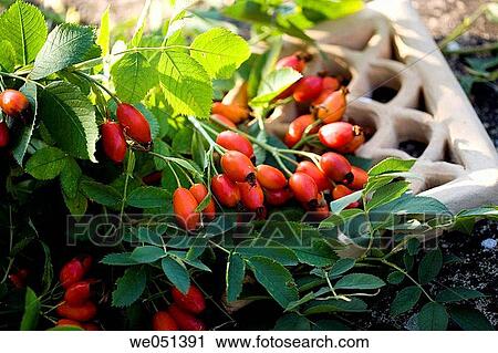 Stock Image - Rose hips. Fotosearch