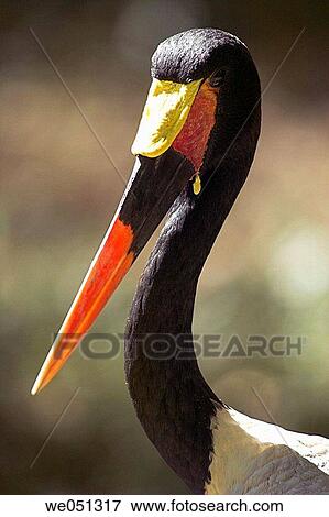 Stock Photo - Saddle-billed Stork (Ephippiorhynchus senegalensis). Fotosearch