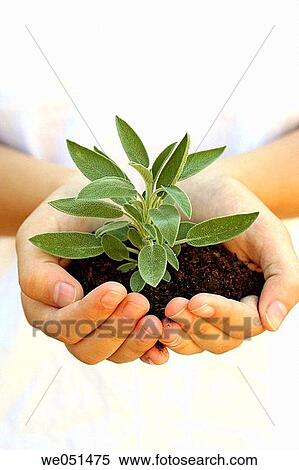 Sage (Salvia officinalis) View Large Photo Image Stock Photography - Sage (Salvia officinalis). Fotosearch