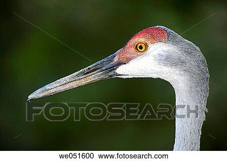 Sandhill Crane (Grus canadensis) View Large Photo Image Stock Image - Sandhill Crane (Grus canadensis). Fotosearch