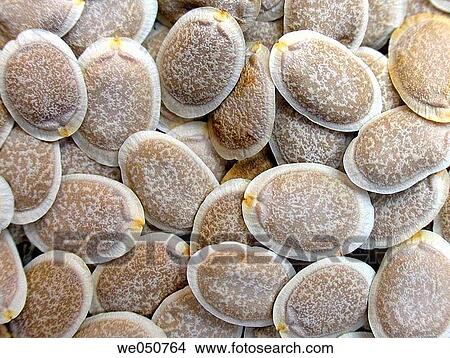 Seeds of Sponge Gourd. The fruit is edible only when immature and is cooked like zucchini. The matured fruit forms sponge_like fibers inside. The dried matured fruits are often used as scrubbers, cleaning pads or bath sponges. Pune, India View Large Photo Image Picture - Seeds of Sponge Gourd. The fruit is edible only when immature and is cooked like zucchini. The matured fruit forms sponge_like fibers inside. The dried matured fruits are often used as scrubbers, cleaning pads or bath sponges. Pune, India. Fotosearch