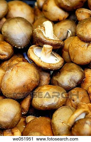 ? Shiitake? mushroom (Lentinus edodes). La Boquer? a market. Barcelona. Catalonia. Spain. View Large Photo Image Stock Image - ? Shiitake? mushroom (Lentinus edodes). La Boquer? a market. Barcelona. Catalonia. Spain.. Fotosearch
