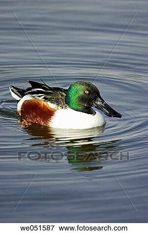 Shoveler (Anas clypeata) View Large Photo Image Stock Photo - Shoveler (Anas clypeata). Fotosearch