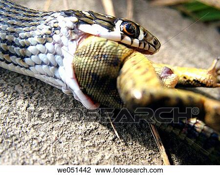 Snake devouring lizard View Large Photo Image Stock Image - Snake devouring lizard. Fotosearch