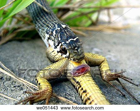 Snake devouring lizard View Large Photo Image Stock Image - Snake devouring lizard. Fotosearch