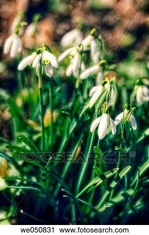 Snowdrops. Galanthus elwesii. June 2006. Maryland, USA View Large Photo Image Stock Image - Snowdrops. Galanthus elwesii. June 2006. Maryland, USA. Fotosearch