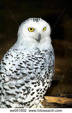 Snowy Owl (Bubo scandiacus) View Large Photo Image Stock Image - Snowy Owl (Bubo scandiacus). Fotosearch