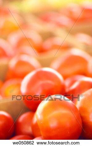 Solanum lycopersicon, August 2006. Maryland, USA View Large Photo Image Stock Image - Solanum lycopersicon, August 2006. Maryland, USA. Fotosearch