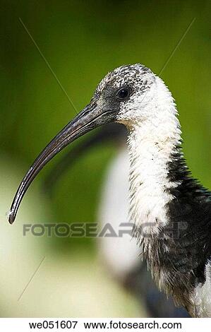 Straw-necked Ibis (Threskiornis spinicollis) View Large Photo Image Stock Photo - Straw-necked Ibis (Threskiornis spinicollis). Fotosearch
