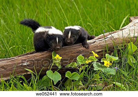 Stock Image - Striped Skunk (Mephitis mephitis) juvenile. Fotosearch