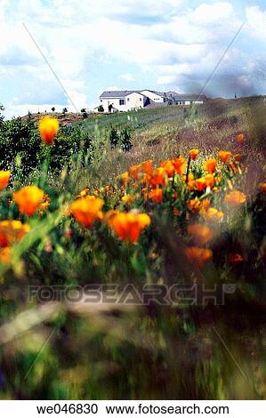 Suburban house viewed through a field of poppies. Dublin. California. United States View Large Photo Image Stock Image - Suburban house viewed through a field of poppies. Dublin. California. United States. Fotosearch