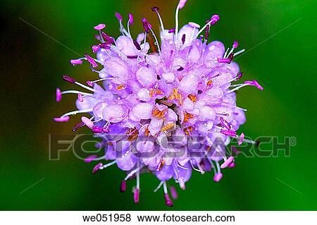 Succisa pratensis (Scabiosa succisa) flower. French Cerdagne. Pyr? n? es Orientales. France. View Large Photo Image Stock Photo - Succisa pratensis (Scabiosa succisa) flower. French Cerdagne. Pyr? n? es Orientales. France.. Fotosearch