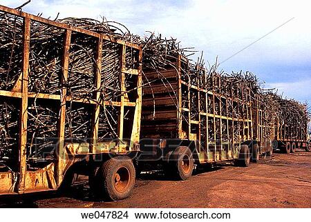 Sugar cane mill. Sugar cane being transported in trucks from field to factory. Mid-west Brazil. Transportation, economy, industry. View Large Photo Image Picture - Sugar cane mill. Sugar cane being transported in trucks from field to factory. Mid-west Brazil. Transportation, economy, industry.. Fotosearch