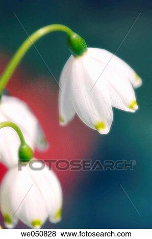 Summer Snowflake. Leucojum aestivum. March 2006. Maryland, USA View Large Photo Image Stock Photo - Summer Snowflake. Leucojum aestivum. March 2006. Maryland, USA. Fotosearch