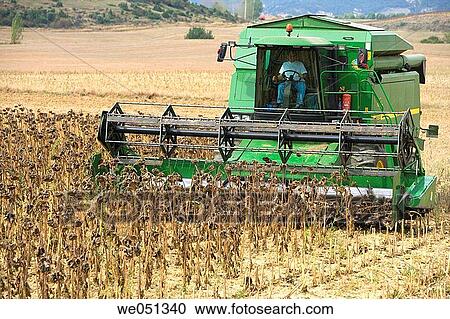 Sunflower harvesting near Estella. Navarra, Spain View Large Photo Image Stock Image - Sunflower harvesting near Estella. Navarra, Spain. Fotosearch