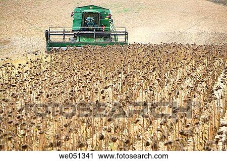 Sunflower harvesting near Estella. Navarra, Spain View Large Photo Image Stock Image - Sunflower harvesting near Estella. Navarra, Spain. Fotosearch
