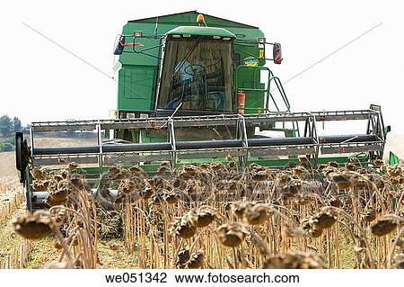 Sunflower harvesting near Estella. Navarra, Spain View Large Photo Image Stock Image - Sunflower harvesting near Estella. Navarra, Spain. Fotosearch