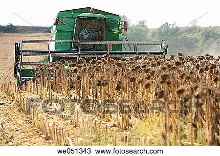 Sunflower harvesting near Estella. Navarra, Spain View Large Photo Image Stock Image - Sunflower harvesting near Estella. Navarra, Spain. Fotosearch