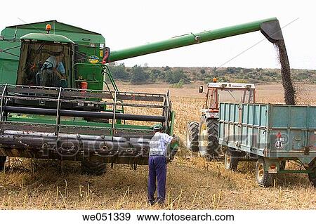 Sunflower harvesting near Estella. Navarra, Spain View Large Photo Image Stock Photo - Sunflower harvesting near Estella. Navarra, Spain. Fotosearch