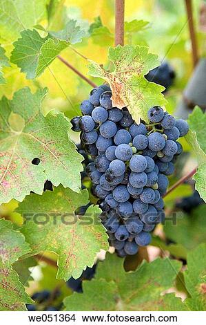 Tempranillo vineyard near Haro. La Rioja, Spain View Large Photo Image Picture - Tempranillo vineyard near Haro. La Rioja, Spain. Fotosearch
