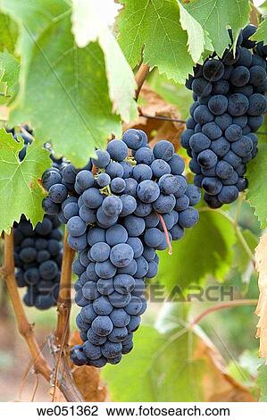 Tempranillo vineyard near Haro. La Rioja, Spain View Large Photo Image Stock Image - Tempranillo vineyard near Haro. La Rioja, Spain. Fotosearch