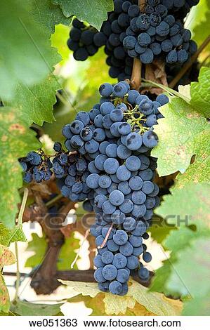 Tempranillo vineyard near Haro. La Rioja, Spain View Large Photo Image Stock Image - Tempranillo vineyard near Haro. La Rioja, Spain. Fotosearch