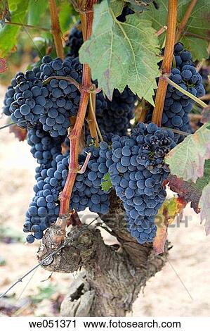 Tempranillo vineyard near Laguardia. Rioja Alavesa,? lava, Euskadi, Spain View Large Photo Image Stock Image - Tempranillo vineyard near Laguardia. Rioja Alavesa,? lava, Euskadi, Spain. Fotosearch