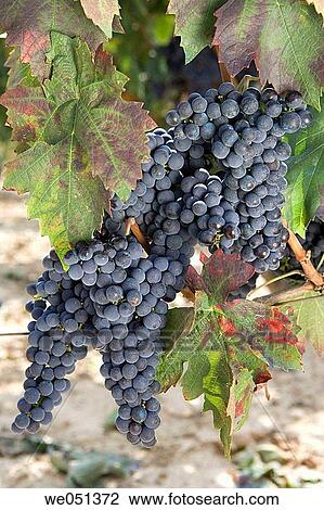 Tempranillo vineyard near Laguardia. Rioja Alavesa,? lava, Euskadi, Spain View Large Photo Image Stock Image - Tempranillo vineyard near Laguardia. Rioja Alavesa,? lava, Euskadi, Spain. Fotosearch