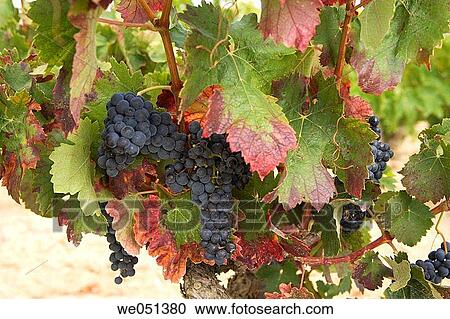 Tempranillo vineyard near Laguardia. Rioja Alavesa,? lava, Euskadi, Spain View Large Photo Image Stock Image - Tempranillo vineyard near Laguardia. Rioja Alavesa,? lava, Euskadi, Spain. Fotosearch