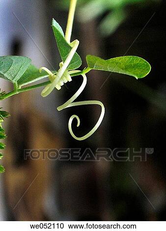 Tendril of a Bitter Gourd-Vegetable creeping plant. Pune, Maharashtra, India. View Large Photo Image Stock Image - Tendril of a Bitter Gourd-Vegetable creeping plant. Pune, Maharashtra, India.. Fotosearch