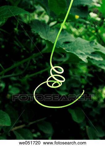 Stock Image - Tendril of a Pumpkin plant in a small village. Nilkantheshwar, Pune Maharashtra, India.. Fotosearch