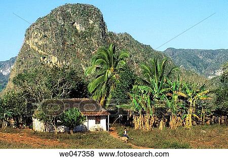 The Mogotes - VINALES - western area - CUBALes Mogotes (buttes de pierre) - r? gion VINALES - Ouest CUBA View Large Photo Image Stock Photo - The Mogotes - VINALES - western area - CUBALes Mogotes (buttes de pierre) - r? gion VINALES - Ouest CUBA. Fotosearch