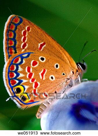The Plains Cupid is a common butterfly belonging to the Lycaenid. It is found in most parts of India. Pune, Maharashtra, India. View Large Photo Image Stock Image - The Plains Cupid is a common butterfly belonging to the Lycaenid. It is found in most parts of India. Pune, Maharashtra, India.. Fotosearch