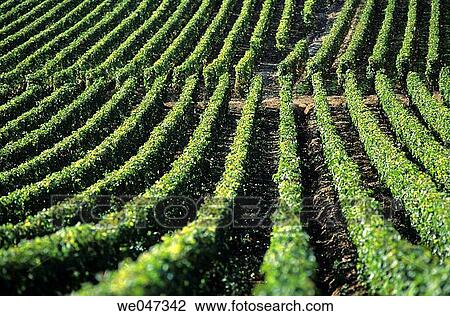 The vineyard of the C? te de Beaune - C? te-d? or - Burgundy - France View Large Photo Image Stock Image - The vineyard of the C? te de Beaune - C? te-d? or - Burgundy - France. Fotosearch