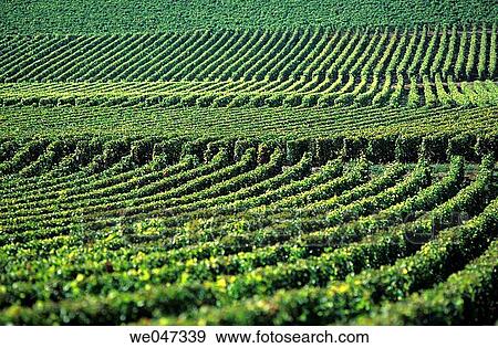 The vineyard of the C? te de Beaune - C? te-d? or - Burgundy - France View Large Photo Image Stock Photo - The vineyard of the C? te de Beaune - C? te-d? or - Burgundy - France. Fotosearch