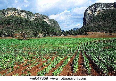 Tobacco plantation - VINALES - western area - CUBAPlantation de tabac - VINALES - Ouest CUBA View Large Photo Image Stock Photo - Tobacco plantation - VINALES - western area - CUBAPlantation de tabac - VINALES - Ouest CUBA. Fotosearch