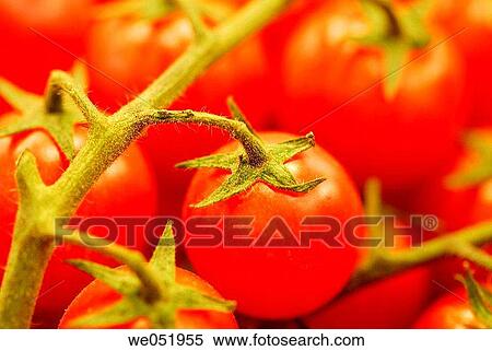 Tomatoes. La Boquer? a market. Barcelona. Catalonia. Spain. View Large Photo Image Stock Photography - Tomatoes. La Boquer? a market. Barcelona. Catalonia. Spain.. Fotosearch