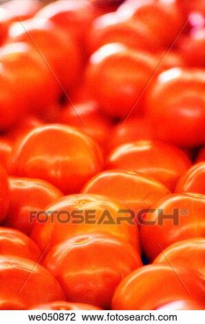 Tomatoes on Farmer's Market Stand. Solanum lycopersicum. Lycopersicon esculentum. August 2006. Maryland, USA View Large Photo Image Stock Image - Tomatoes on Farmer's Market Stand. Solanum lycopersicum. Lycopersicon esculentum. August 2006. Maryland, USA. Fotosearch