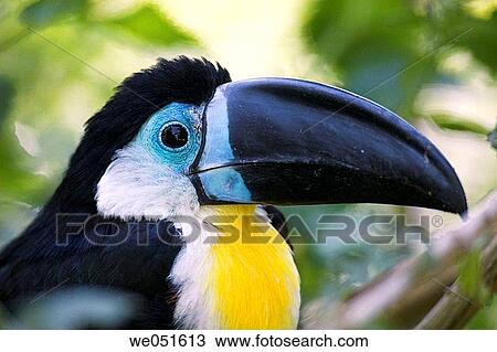 Toucan View Large Photo Image Stock Image - Toucan. Fotosearch