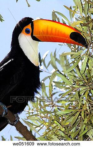Toucan View Large Photo Image Stock Photo - Toucan. Fotosearch