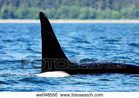 Stock Image - Transient Bull Orca (Orcinus orca) - also called Killer Whale - in Stephen's passage, Southeast Alaska, USA. Pacific Ocean.. Fotosearch