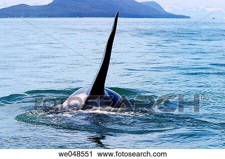 Transient Bull Orca (Orcinus orca) - also called Killer Whale - in Stephen's passage, Southeast Alaska, USA. Pacific Ocean. View Large Photo Image Stock Image - Transient Bull Orca (Orcinus orca) - also called Killer Whale - in Stephen's passage, Southeast Alaska, USA. Pacific Ocean.. Fotosearch