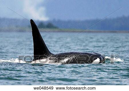 Transient Bull Orca (Orcinus orca) - also called Killer Whale - in Stephen's passage, Southeast Alaska, USA. Pacific Ocean. View Large Photo Image Stock Photo - Transient Bull Orca (Orcinus orca) - also called Killer Whale - in Stephen's passage, Southeast Alaska, USA. Pacific Ocean.. Fotosearch