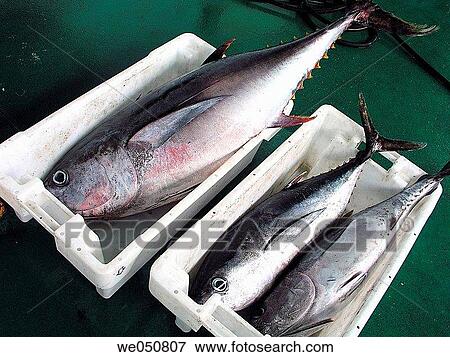 Tunas at fish market for sale. Luarca, Asturias, Spain View Large Photo Image Stock Photo - Tunas at fish market for sale. Luarca, Asturias, Spain. Fotosearch