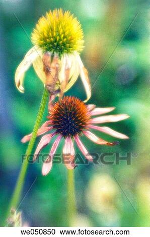 Two Coneflowers. Echinacea hybrid. July 2006. Maryland, USA View Large Photo Image Stock Image - Two Coneflowers. Echinacea hybrid. July 2006. Maryland, USA. Fotosearch