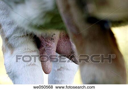 Udder of a young cow. Alm, Asten_Valley, Goldberg_Group, Hohe Tauern National Park, Alps, Carinthia, Austria View Large Photo Image Stock Photo - Udder of a young cow. Alm, Asten_Valley, Goldberg_Group, Hohe Tauern National Park, Alps, Carinthia, Austria. Fotosearch