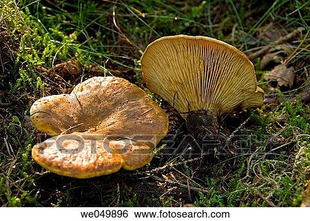 Velvet Footed Paxillus atrotomentosus. Poisenes. Not for eating, but very good for colouring, as it gives a nice warm brown color View Large Photo Image Stock Photograph - Velvet Footed Paxillus atrotomentosus. Poisenes. Not for eating, but very good for colouring, as it gives a nice warm brown color. Fotosearch