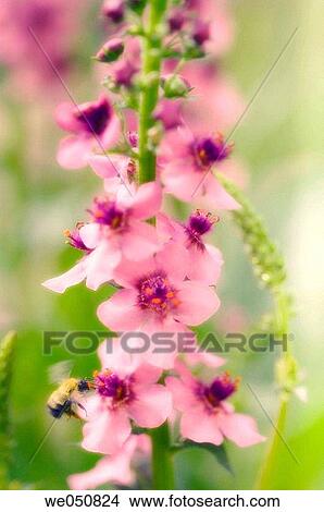 Verbascum hybrid. May 2006. Maryland, USA View Large Photo Image Picture - Verbascum hybrid. May 2006. Maryland, USA. Fotosearch