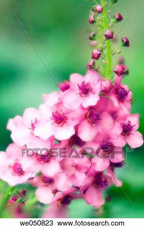 Verbascum hybrid. May 2006. Maryland, USA View Large Photo Image Stock Image - Verbascum hybrid. May 2006. Maryland, USA. Fotosearch